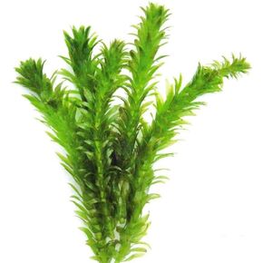 Anacharis - Elodea Densa Egeria Tropical Live Aquarium Plants Moss