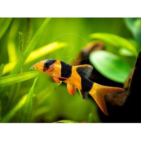 2 مهرج Loaches (Tiger Botia) Freshwater Aquarium Fish ، Live (Size Couns. 1 ") (4 Pack)