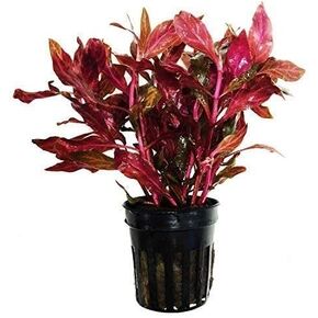 (Alternanthera Reineckii VAR. Rosanervig) Greenpro Alternanthera Reineckii Potted Live Aquarium Plants Easy Super Red Plants