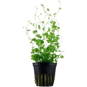 3 X Hydrocotyle Tripartita Japan | Dwarf Pennywort + 1 Bonus Plant (Live Aquarium Plant Potted for Freshwater Fish Tank) 2-Day Arrival