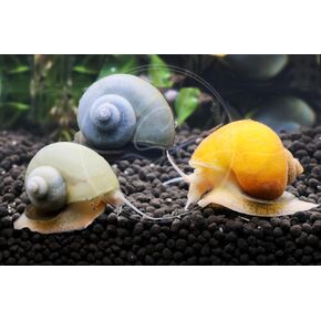 Swimming Creatures ™ 9 Cloor Mixed Color (3Gold ، 3Ivory ، 3BLUE) Mystery Snails (Pomacea Bridgesii) - Snails Freshwater Live Aquarium