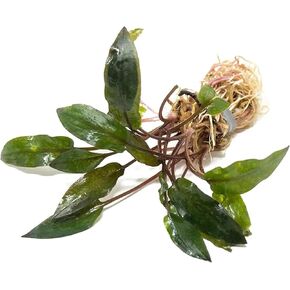 Live Cryptocoryne Wendtii Red Crypt Plant - Naturally Oxygenate The Water - Long Lasting & Easy to Maintain Aquarium Plant - Suitable for Winter & Summer - Large 5-8 Inch - Dark Red