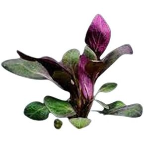 Dwarf Cardinal Plant (Lobelia Cardinalis) - Beautiful Colures - Versatile Plants - Mid-Ground Positioning - All Natural & Organic Aquatic Plant - Long Lasting & Easy to Care - Bunch