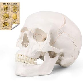 LYOU نموذج جمجمة بشرية للتعلم (جمجمة ملونة) in Kuwait
