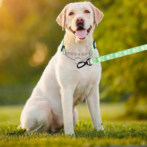 Martingale Dog Collar, 5FT Dog Leash Padded, Slip Dog Collar and Leash Set with Daisy Floral Design Stainless Steel Chain Modified Cinch Collar (Green, Large) in Saudi Arabia