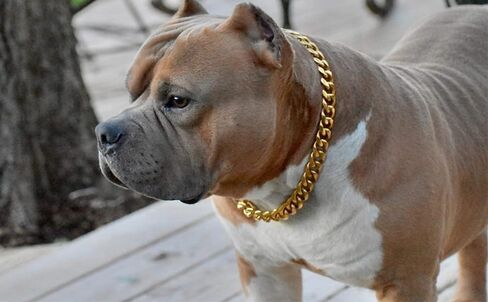 15mm duty Gold Dog Cog Solid Stailless Strong Strong Dog Choke Chain Bulldog Bulldog Light Metal Puppy Jewelry for Pit Bull ، Mastiff ، Bulldog ، & Big Breads (24inch chain (اقتراح العنق الكلب 20inch)) in Kuwait