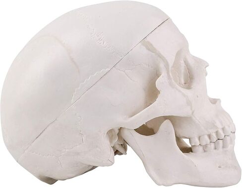 LYOU Human Skull Model for Learning (Colored Skull) in Saudi Arabia