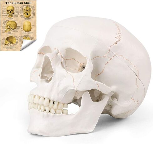 LYOU نموذج جمجمة بشرية للتعلم (جمجمة ملونة) in Kuwait