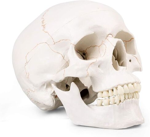 LYOU نموذج جمجمة بشرية للتعلم (جمجمة ملونة) in Kuwait