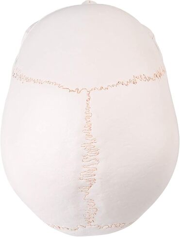 LYOU نموذج جمجمة بشرية للتعلم (جمجمة ملونة) in Kuwait