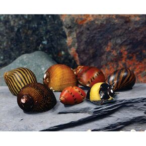 Live Freshwater Aquarium Fish - (6) Varied Nerite Snails - 6 Pack of Mixed Nerites(Zebra, Red Spotted, Horned) Populate Your Fish Tank!