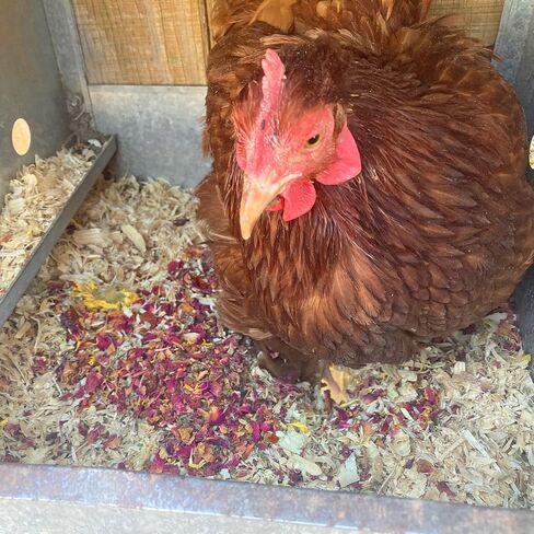 Non-GMO Backyard Chicken Nesting Herbs (10 oz) - Naturally Keep A Clean Coop Your Hens Will Love in Kuwait