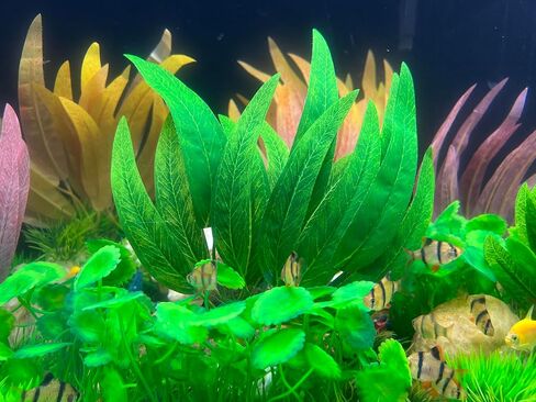BEGONDIS 2Pcs Artificial Aquatic Plants Set - Lifelike Silk Fabric Leaves for Aquarium Decoration, Easy to Maintain, Vibrant Underwater Garden (Green) in Kuwait