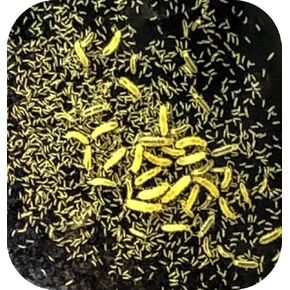 Live Established Springtail Culture (Tropical Springtails) (8oz Culture)