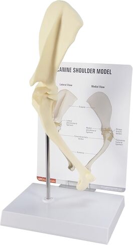 GPI Anatomicals - Canine Shoulder Model, Normal Shoulder Joint Replica for Canine Anatomy and Physiology Education, Anatomy Model for Veterinarian’s Offices and Classrooms, Medical Learning Resources in Kuwait