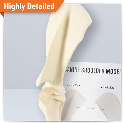 GPI Anatomicals - Canine Shoulder Model, Normal Shoulder Joint Replica for Canine Anatomy and Physiology Education, Anatomy Model for Veterinarian’s Offices and Classrooms, Medical Learning Resources in Kuwait