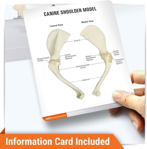 GPI Anatomicals - Canine Shoulder Model, Normal Shoulder Joint Replica for Canine Anatomy and Physiology Education, Anatomy Model for Veterinarian’s Offices and Classrooms, Medical Learning Resources in Kuwait