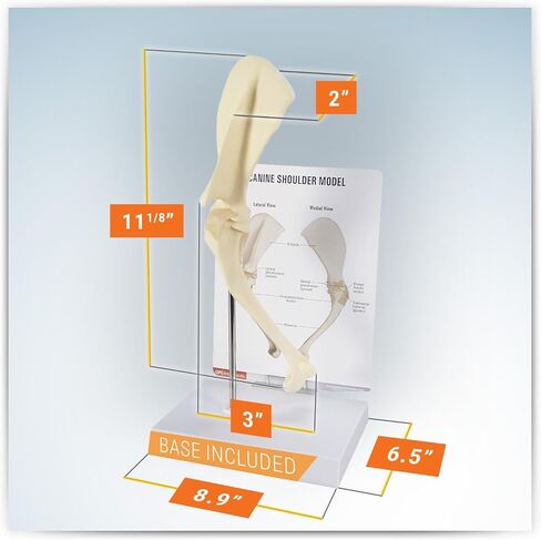 GPI Anatomicals - Canine Shoulder Model, Normal Shoulder Joint Replica for Canine Anatomy and Physiology Education, Anatomy Model for Veterinarian’s Offices and Classrooms, Medical Learning Resources in Kuwait