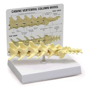 GPI Anatomicals - Canine Shoulder Model, Normal Shoulder Joint Replica for Canine Anatomy and Physiology Education, Anatomy Model for Veterinarian’s Offices and Classrooms, Medical Learning Resources