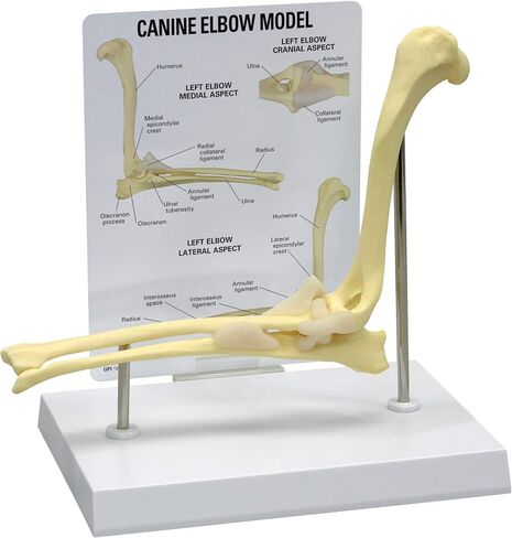 GPI Anatomicals - Canine Shoulder Model, Normal Shoulder Joint Replica for Canine Anatomy and Physiology Education, Anatomy Model for Veterinarian’s Offices and Classrooms, Medical Learning Resources in Kuwait