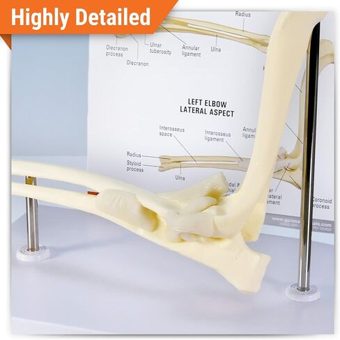 GPI Anatomicals - Canine Shoulder Model, Normal Shoulder Joint Replica for Canine Anatomy and Physiology Education, Anatomy Model for Veterinarian’s Offices and Classrooms, Medical Learning Resources in Kuwait