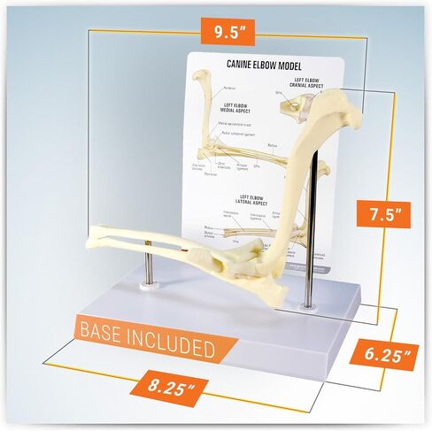 GPI Anatomicals - Canine Shoulder Model, Normal Shoulder Joint Replica for Canine Anatomy and Physiology Education, Anatomy Model for Veterinarian’s Offices and Classrooms, Medical Learning Resources in Kuwait