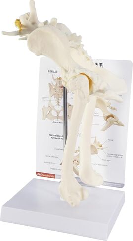 GPI Anatomicals - Canine Shoulder Model, Normal Shoulder Joint Replica for Canine Anatomy and Physiology Education, Anatomy Model for Veterinarian’s Offices and Classrooms, Medical Learning Resources in Kuwait