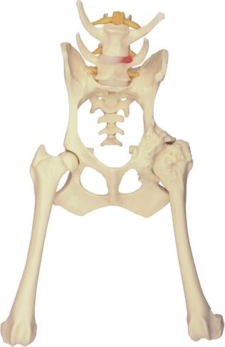 GPI Anatomicals - Canine Shoulder Model, Normal Shoulder Joint Replica for Canine Anatomy and Physiology Education, Anatomy Model for Veterinarian’s Offices and Classrooms, Medical Learning Resources in Kuwait