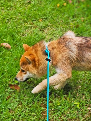 Slip Lead Dog Leash with Double Handles, 7.5FT Training Lead with 360° Swivel Anti-Tangle, Gentle Contorl Leash and Collar for Small Medium Dogs No Pull Walking (Army Green) in Saudi Arabia