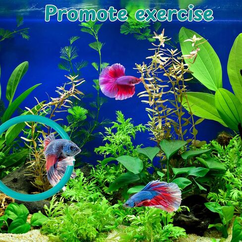 2 pcs Betta Ring Enrichment Toys with 1 pcs Betta Mirror, Exercise Training Ring and Floating Mirror for Fish Tank, Aquarium Feeding Rings with Floating Mirrors, Fish Toys, Bettas Toy (Teal, M-70mm) in Saudi Arabia