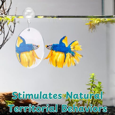 2 pcs Betta Ring Enrichment Toys with 1 pcs Betta Mirror, Exercise Training Ring and Floating Mirror for Fish Tank, Aquarium Feeding Rings with Floating Mirrors, Fish Toys, Bettas Toy (Teal, M-70mm) in Saudi Arabia