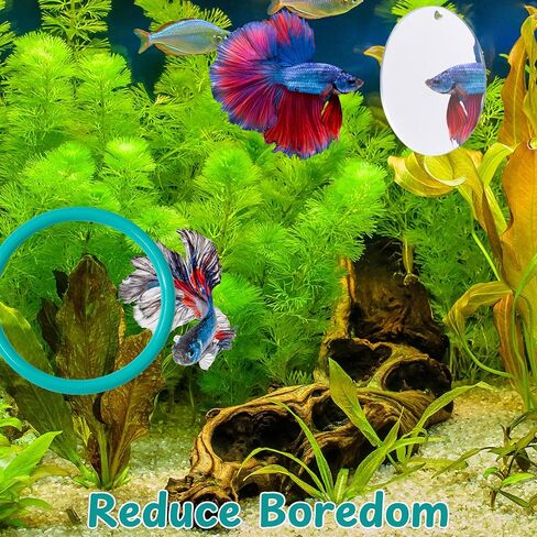 2 pcs Betta Ring Enrichment Toys with 1 pcs Betta Mirror, Exercise Training Ring and Floating Mirror for Fish Tank, Aquarium Feeding Rings with Floating Mirrors, Fish Toys, Bettas Toy (Teal, M-70mm) in Saudi Arabia
