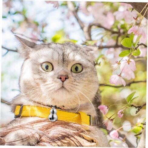 Totority Pet Twlar المعلقات in Kuwait