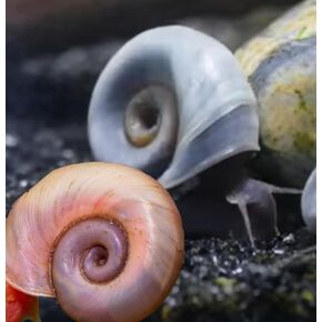 Swimming Creatures™ 5 PCS Pink & 5 PCS Blue Ramshorn Snail Live, Aquarium Exotic Freshwater Live Snail (Approx Size: 1~1.5cm)
