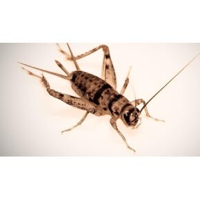BASSETT'S CRICKET RANCH 1000 Crickets - Large 1"