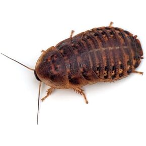 Live Dubia Roaches - 100ct - Small - Live Arrival