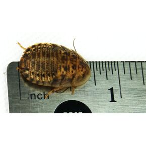Josh's Frogs 1/2" - 3/4" Medium Dubia Roaches (100 Count)