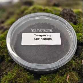 Springtails | Coco Temperate 8oz | for Terrariums | Live Arrival Nationwide!