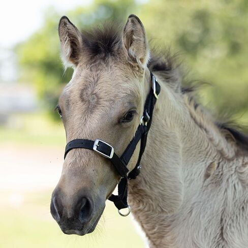 HORZE Adjustable Horse Halter for Foals, Colts, Fillies, Miniature Horses in Kuwait