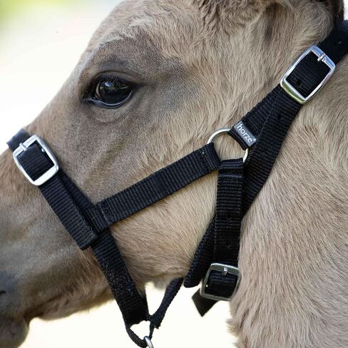 HORZE Adjustable Horse Halter for Foals, Colts, Fillies, Miniature Horses in Kuwait