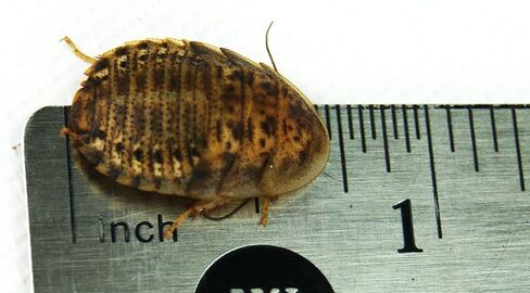 Josh's Frogs 1/2" - 3/4" Medium Dubia Roaches (100 Count) in Saudi Arabia
