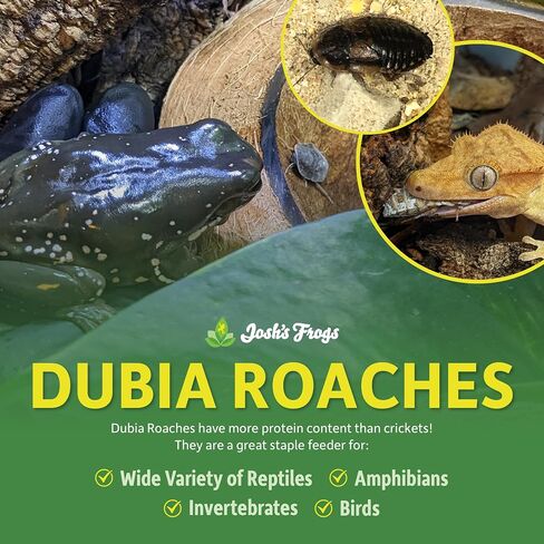 Josh's Frogs 1/2" - 3/4" Medium Dubia Roaches (100 Count) in Saudi Arabia