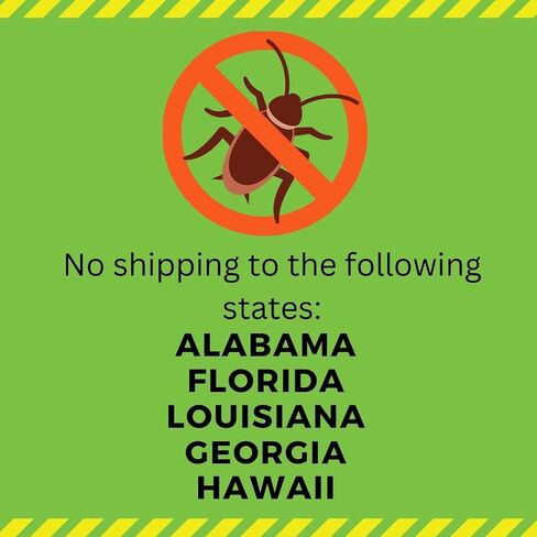 Josh's Frogs 1/2" - 3/4" Medium Dubia Roaches (100 Count) in Saudi Arabia