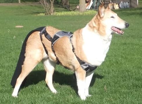 K9 TailSaver® Dog Tail Protector,USA Owned,Protects Injuries and Wounds,Recovery Guard,Adjustable (57-90lb,Tails 10.5-18.5" Large) in Saudi Arabia