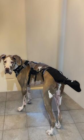 K9 TailSaver® Dog Tail Protector,USA Owned,Protects Injuries and Wounds,Recovery Guard,Adjustable (57-90lb,Tails 10.5-18.5" Large) in Saudi Arabia