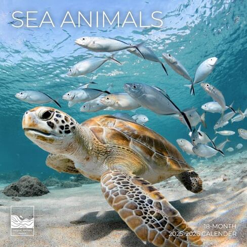 July 2025- December 2026 Sea Animals Wall Calendar 18 Month | 12" x 24" Open | Giftable Nature Calendar 2026 | Thick & Sturdy Paper for Organizing & Planning | Pacific Waters Press (Sea Animals) in Kuwait