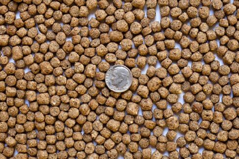America's Best Koi Food 32% Premium Protein Floating Pond Pellets for Large Koi Pond Freshwater Fish 20 lb Bag in Saudi Arabia