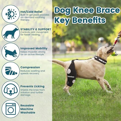 Dog Knee Brace for Torn ACL Hind Leg Support with Hot/Cold Compress, Adjustable Dog Hip Brace for ACL Tear Back Leg, CCL, Luxating Patella, Hip Dysplasia, Support for Knee Caps(Right Leg,XL) in Saudi Arabia