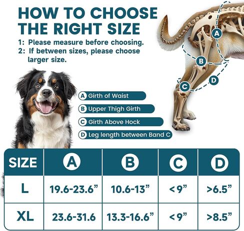 Dog Knee Brace for Torn ACL Hind Leg Support with Hot/Cold Compress, Adjustable Dog Hip Brace for ACL Tear Back Leg, CCL, Luxating Patella, Hip Dysplasia, Support for Knee Caps(Right Leg,XL) in Saudi Arabia