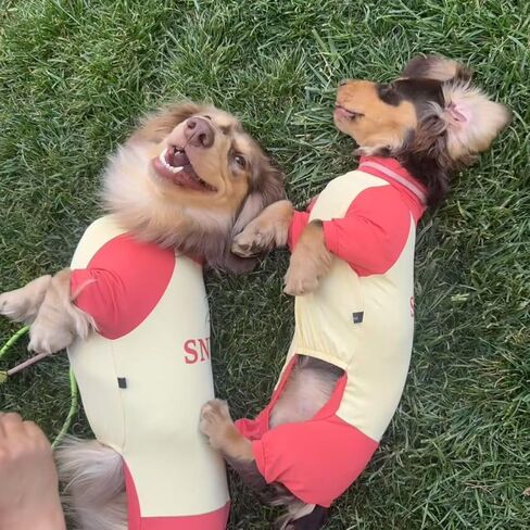 Dachshund Dog Cooling Summer Shirt, UPF50+ Four-Legged Sun Protection Clothes, Quick-Dry Summer Shirt for Dachshund and mini Dachshund (Small) in Kuwait